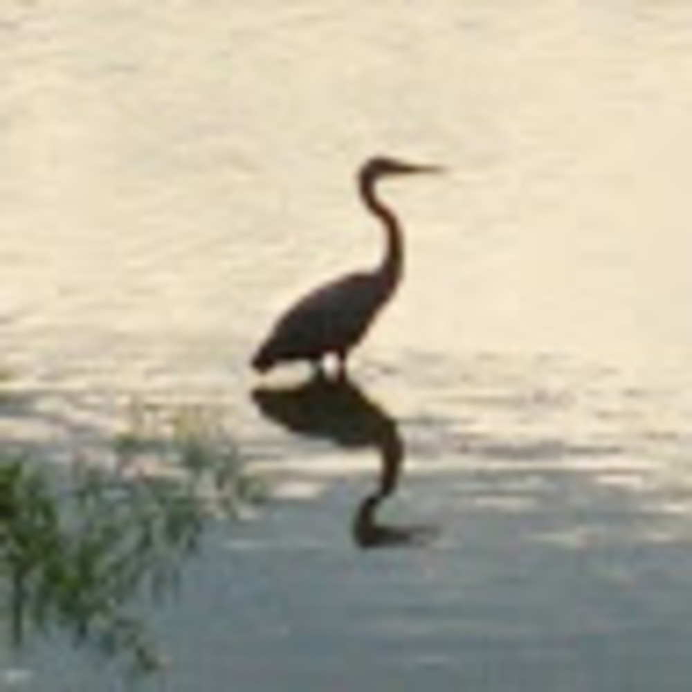 Meet your Posher, Ross